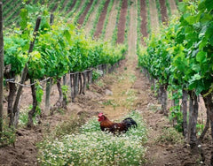 organicg farming wines