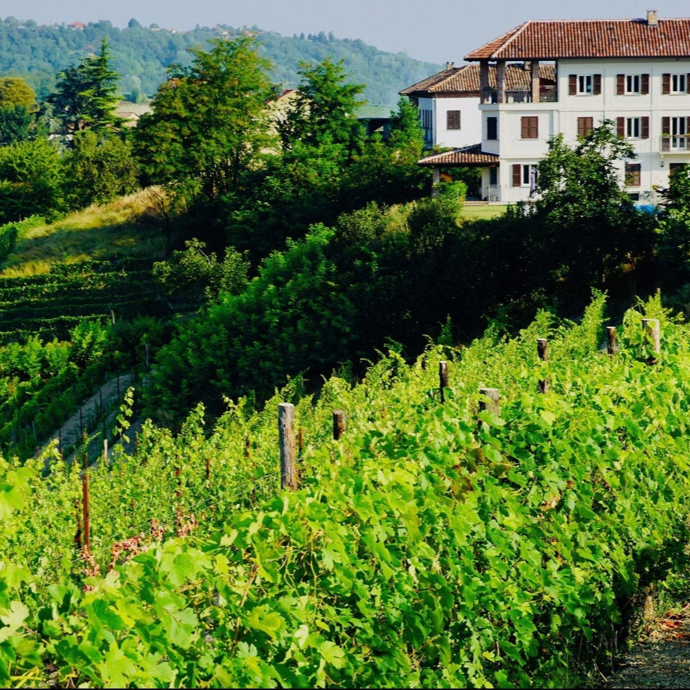 vinsmagning, piemonte, italiensk vinsmagning