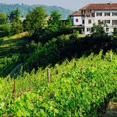 vinsmagning, piemonte, italiensk vinsmagning
